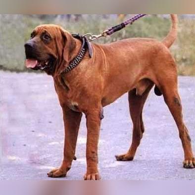 世界十大凶犬最新榜单，震撼排名揭秘