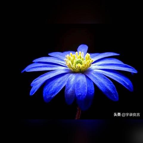 最新伤心感言，生活的真实情感表达