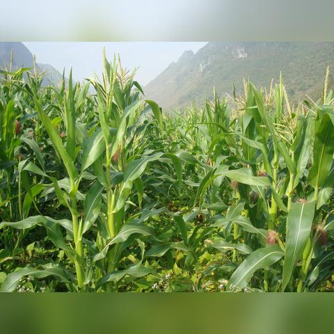 纸碗机 第18页