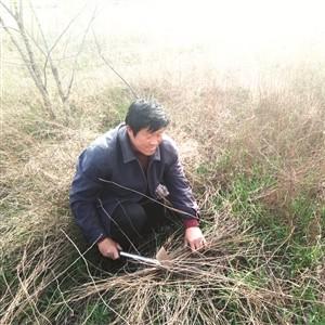黄芩最新价格动态，查询及分析指南
