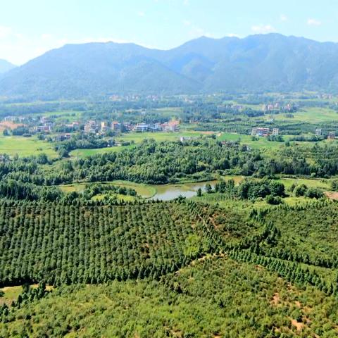 最新林业法解读，政策深度剖析