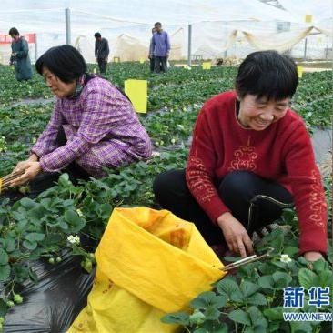 莱西最新招工信息大解析，招工信息详解！