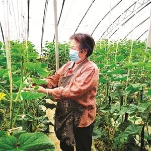 阳泉黄瓜价格最新分析，市场走势与影响因素探讨
