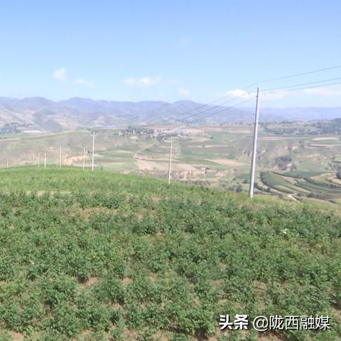 定西土豆最新市场行情分析，价格走势解析